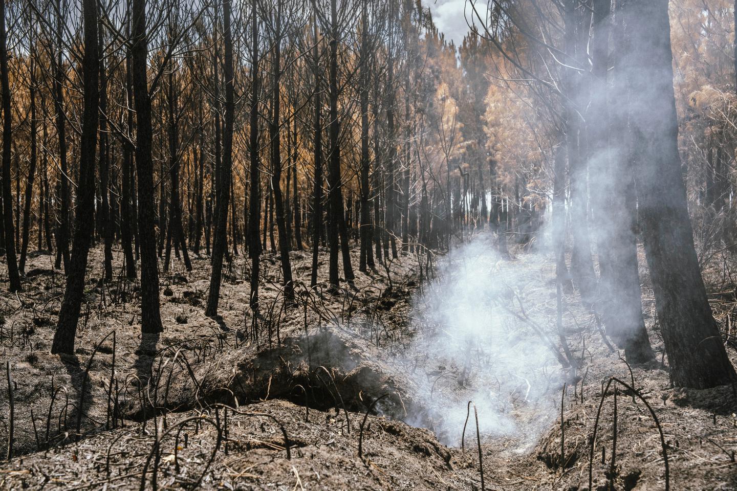 France's summer 2026 wildfires lead to unprecedentedly huge carbon emissions