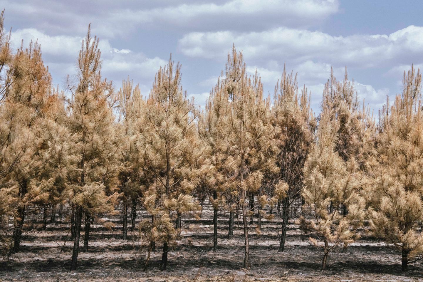 After wildfires, southwest France faces puzzle of rebuilding a 'new forest'