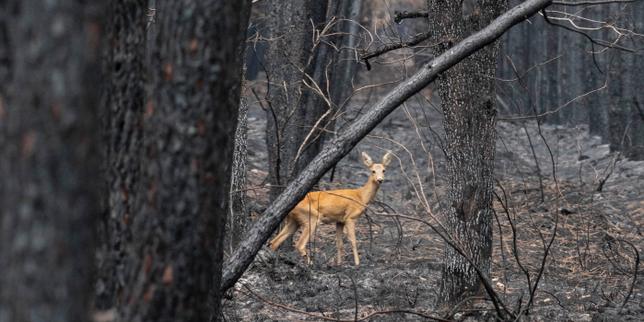 Une pétition appelant à un moratoire sur la chasse dans les massifs incendiés a réuni près de 500 000 signatures