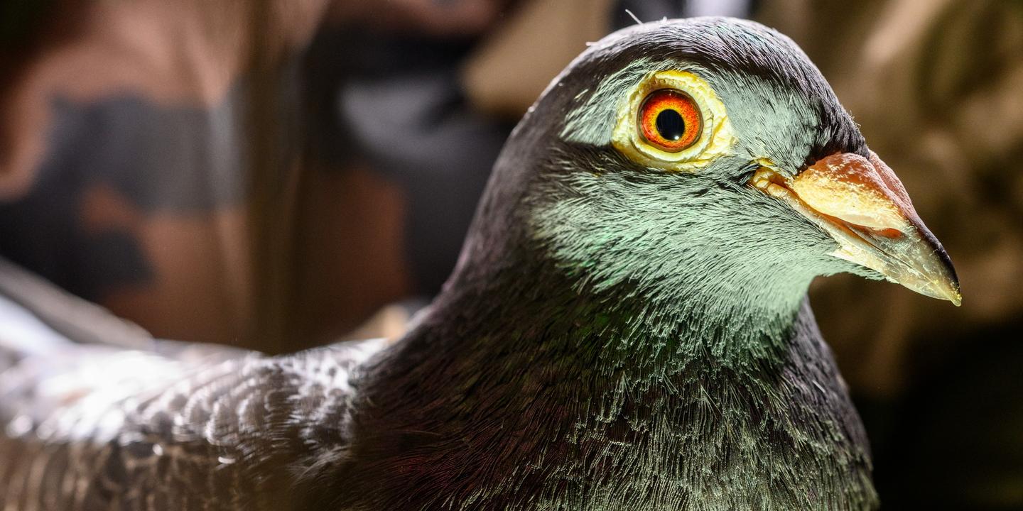 Pigeons voyageurs : la 737, dernier oiseau d'Europe