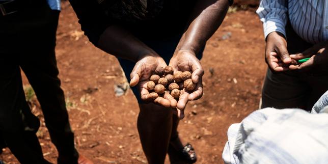 Au Kenya, le gouvernement veut réconcilier sa jeunesse avec l’agriculture