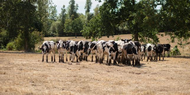 « On priait pour la terre » : dans la Manche, la grande sécheresse de 1976 continue de hanter les habitants, confrontés à une nouvelle crise