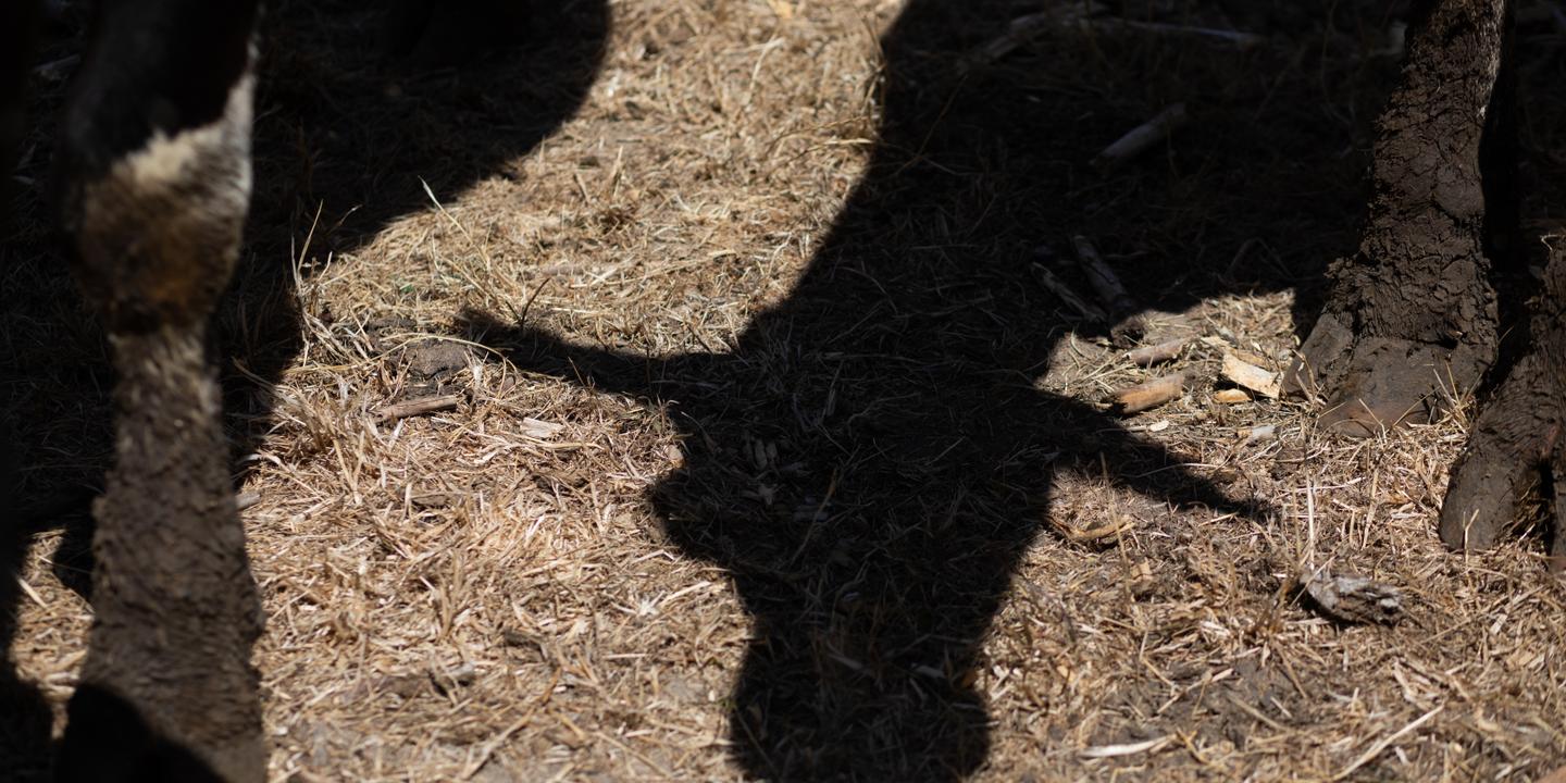 Canicule : le renforcement attendu de la vague de chaleur en France pourrait en faire l’une des plus longues