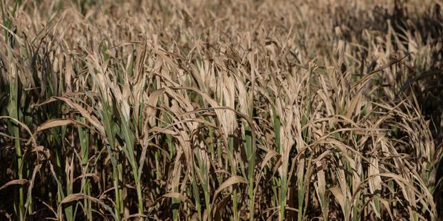 French government announces smallest corn crop since 1980