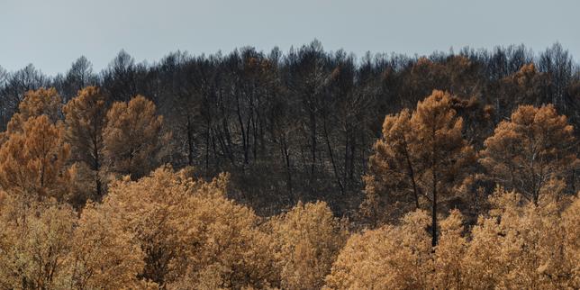 Pins ou feuillus : quels arbres pourront réinvestir les sols calcinés par les feux dans le Var ?