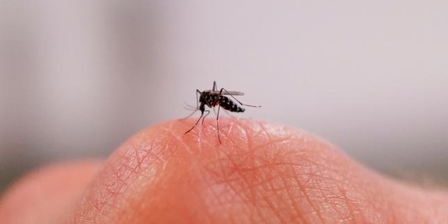 Le moustique-tigre pourrait se répandre dans presque tout l’Hexagone d’ici à un demi-siècle