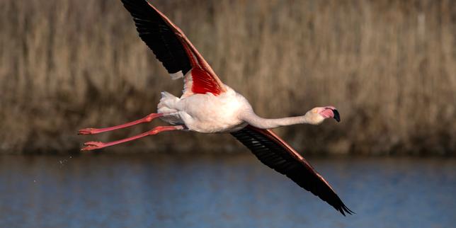 Cinquante ans après l’adoption de la loi fondatrice pour la protection de la nature, des avancées majeures aujourd’hui attaquées