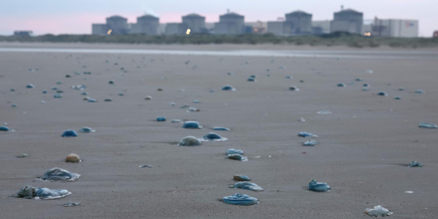 Méduses: EDF arrête trois réacteurs à Gravelines