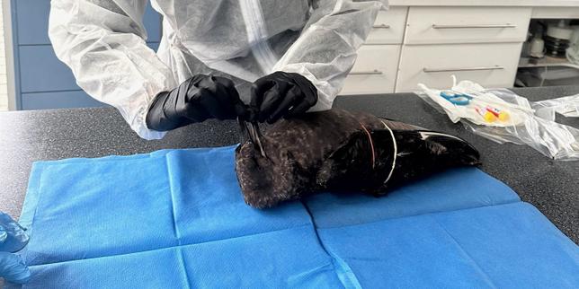 Grippe aviaire : l’Australie déploie la vaccination ciblée de ses oiseaux captifs et sauvages