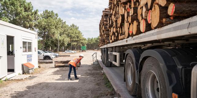 Après l’incendie en Gironde, l’afflux massif de bois déstabilise la filière forestière des Landes de Gascogne
