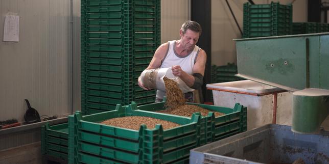 A look inside France's industrial fly and mealworm farms: 'Raising insects is not just a fad'