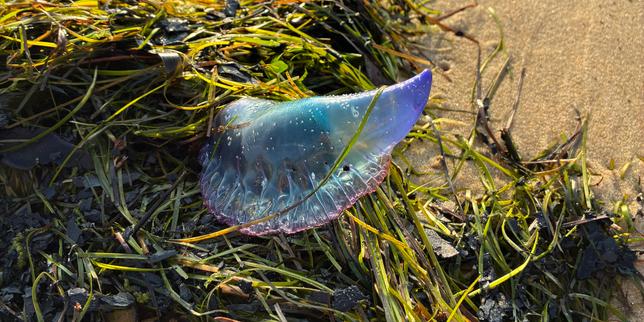 Les physalies, animaux marins très urticants, de retour sur les plages du Sud-Ouest