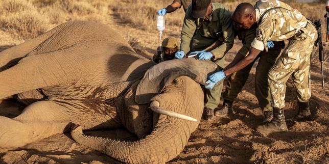 Au Kenya, la mort préoccupante d’éléphants, victimes de mystérieux empoisonnements