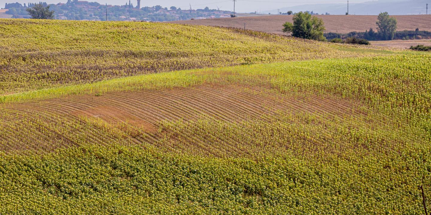 Canicule : les céréaliers de Haute-Garonne menacés