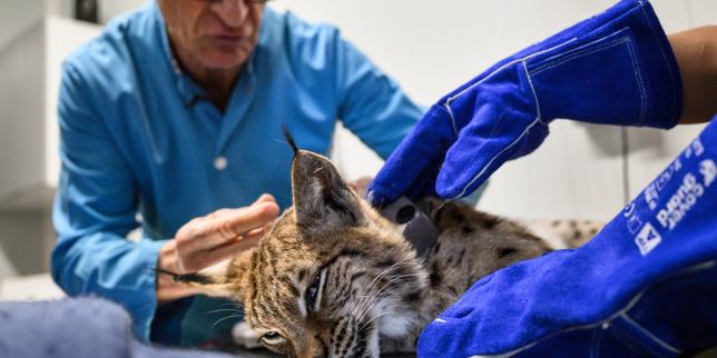 « Attention au lynx » : des panneaux de signalisation installés dans le massif du Jura pour éviter les risques de collision