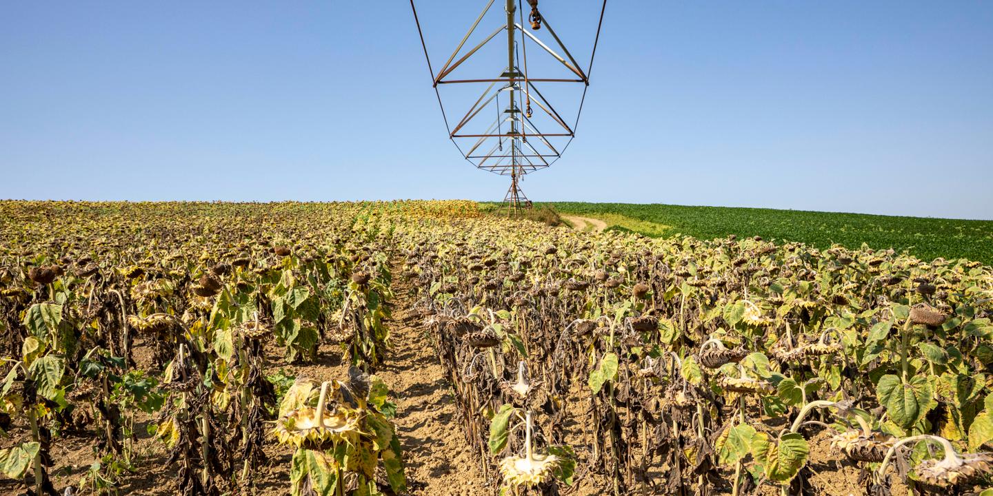 Sécheresse : l'agriculture française s'inquiète pour son avenir