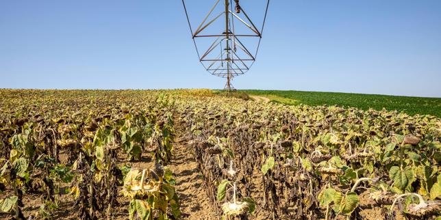 Mise à mal par une sécheresse historique, l’agriculture française souffre et s’inquiète pour son avenir