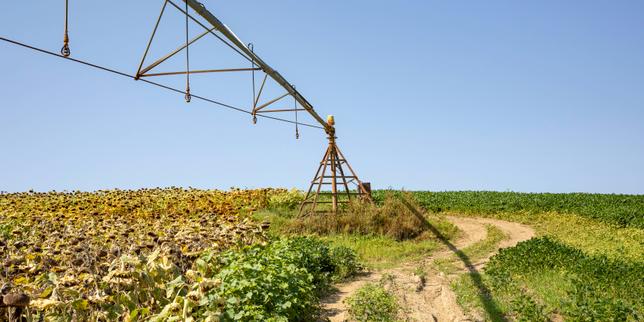 Loi d’urgence agricole : comment le Conseil constitutionnel donne le dernier mot à l’agence de sécurité sanitaire