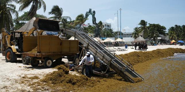 Les plages touristiques du Mexique touchées par le fléau des sargasses, que le pays tente de contenir