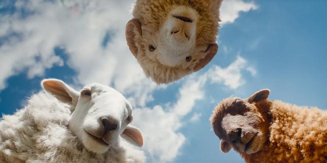« Les Moutons détectives », sur Prime Video : Agatha Christie à la mode ovine