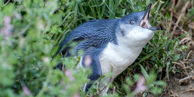 L’Australie vaccine 5 000 manchots pygmées pour les protéger d’un variant hautement pathogène de la grippe aviaire