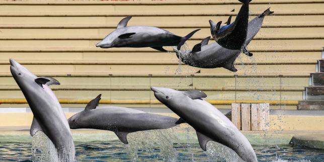 La mort d’un dauphin transféré du Marineland d’Antibes vers l’Espagne provoque la colère des associations de défense des cétacés