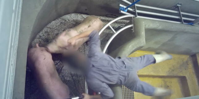 Maltraitance animale : l’association L214 porte plainte contre l’abattoir de Perpignan
