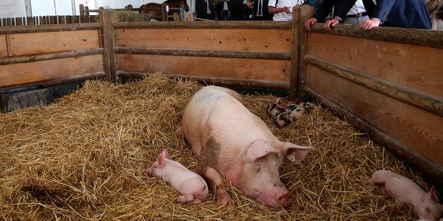 Présidentielle 2027 : comment la Foire de Châlons est devenue le rendez-vous des candidats