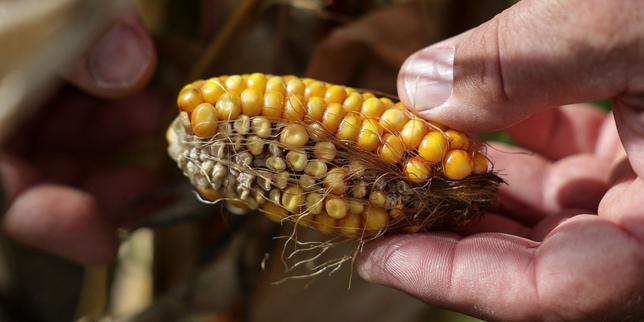 La sécheresse fait craindre une hausse des prix des fruits et légumes et des produits alimentaires dans les grandes surfaces