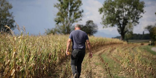 Le report du plan canicule pour l’agriculture inquiète face à la « détresse » dans les fermes frappées par la sécheresse et la chaleur
