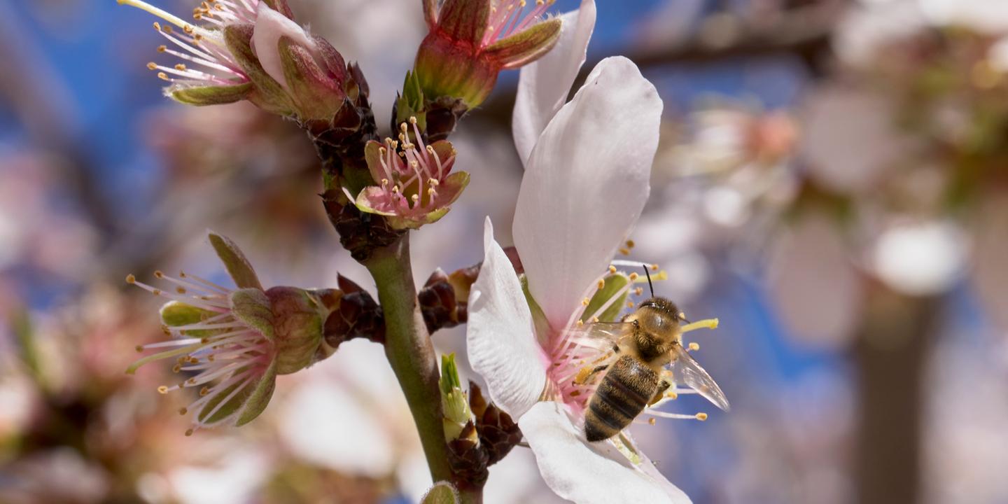 En Australie, les milliards d’abeilles qui pollinisent les amandiers menacées par un parasite : « Personne ne sait comment les choses vont tourner »