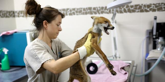 France's wildlife suffers severe blow from intense heat: 'The entire food chain is disrupted'