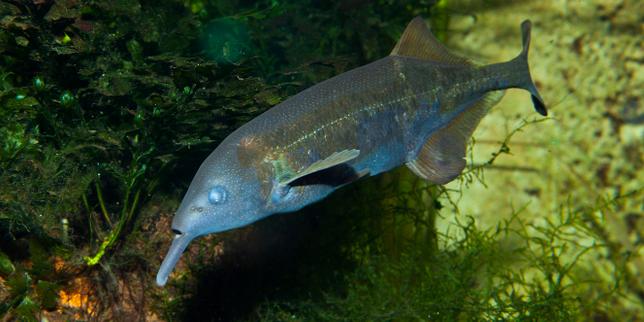 Comment le poisson-éléphant filtre les impulsions électriques pour reconnaître ses proies