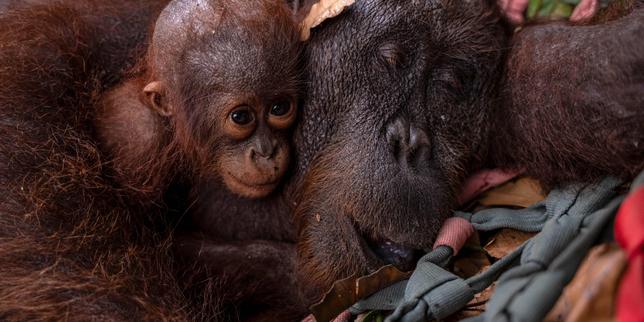 Incendies en Indonésie : en raison de la progression des flammes, des orangs-outans sauvés de justesse