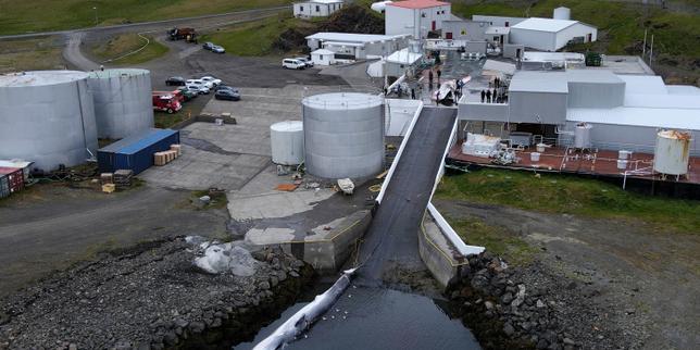 En Islande, la reprise de la chasse à la baleine agite la société