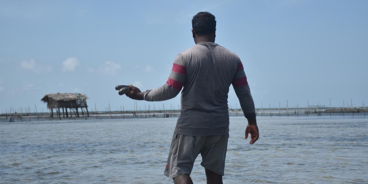 B. Jeni, a fisherman and sea cucumber farmer from Mandaithivu walks into his hut located within the premises of the farm to inspect the growth of sea cucumber. July 24, 2024