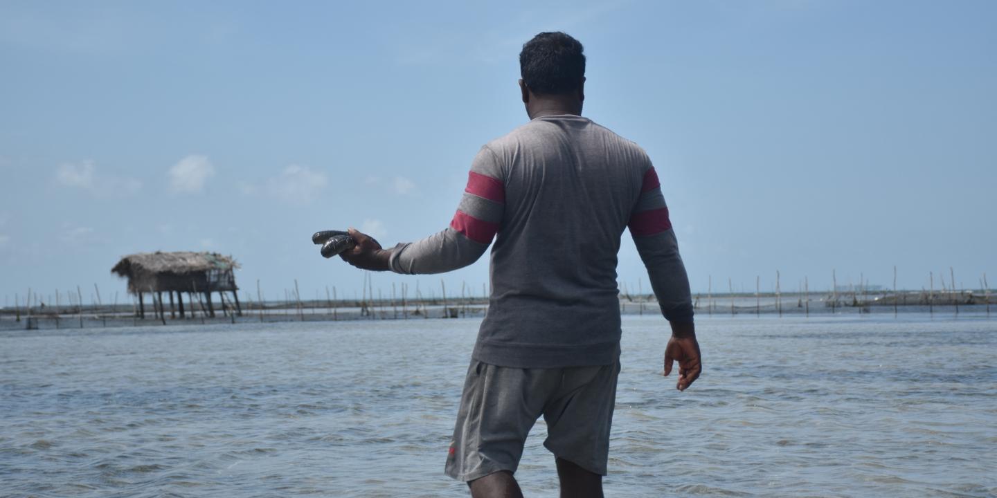 Au Sri Lanka, la course folle aux concombres de mer