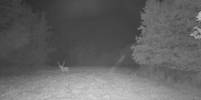 « Le Brame du cerf », saison 2, sur France.tv : une immersion en direct au cœur de la forêt francilienne