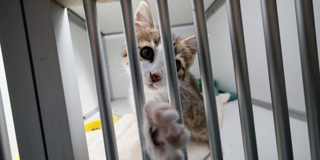 La SPA a accueilli un nombre record d’animaux cet été, saturant les refuges