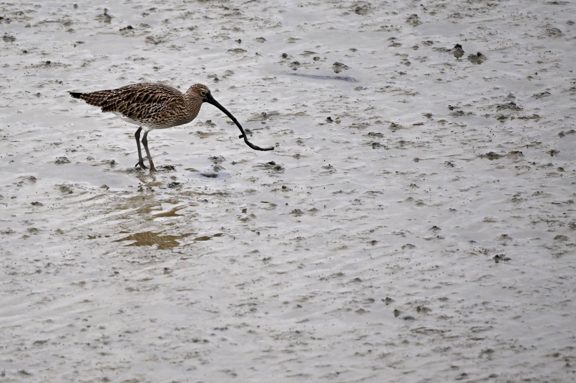 Un courlis cendré cherche de la nourriture sur la plage, à Hillion (Côtes-d’Armor), le 18 janvier 2022.