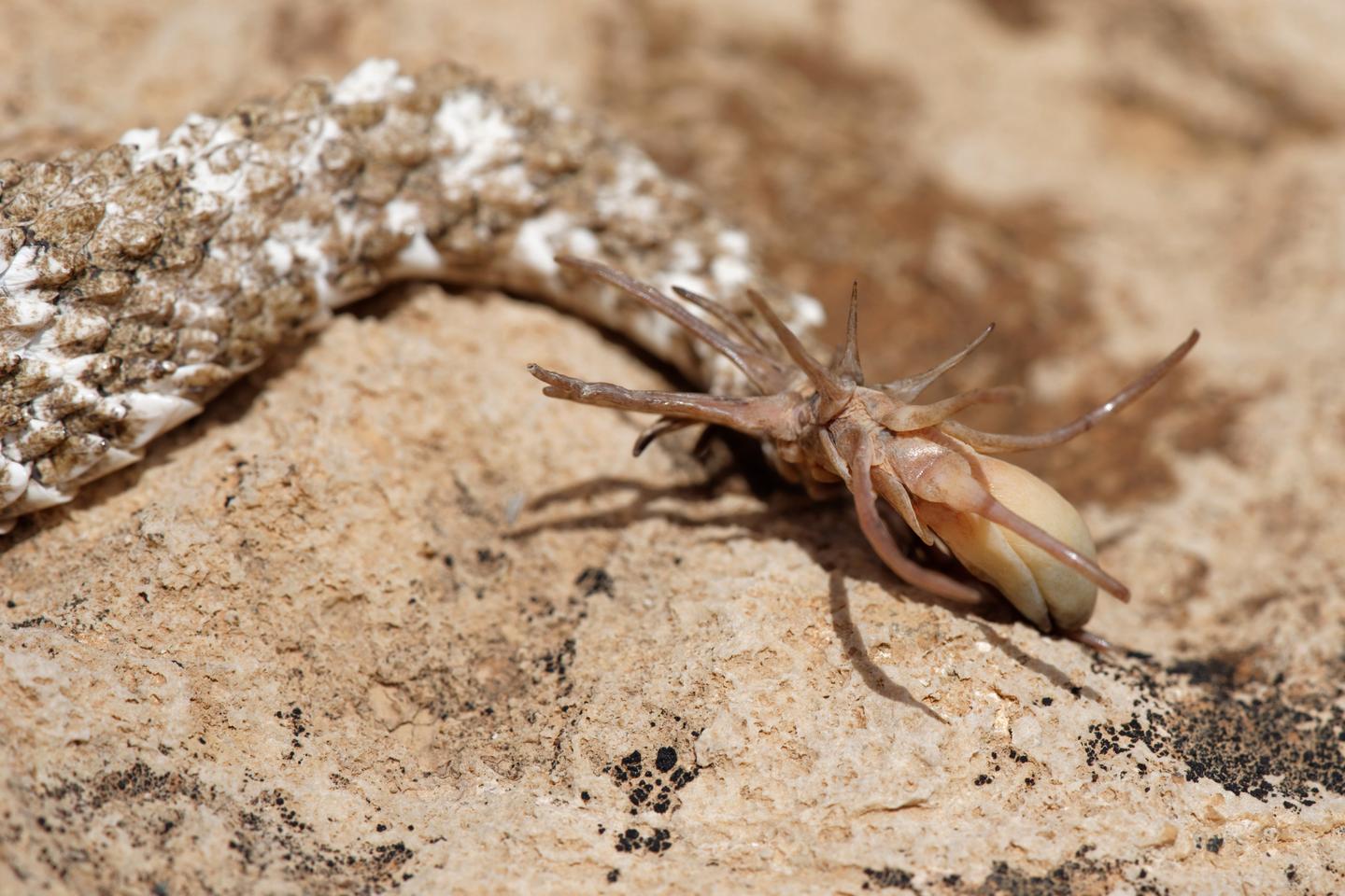 Ce serpent qui imite l’araignée pour appâter les oiseaux