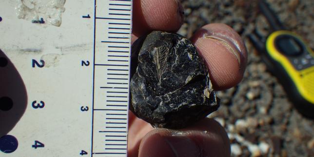 Fossilized Feather Identified in Multi-Million-Year-Old Dinosaur Droppings