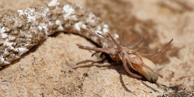 The snake that mimics a spider to lure birds