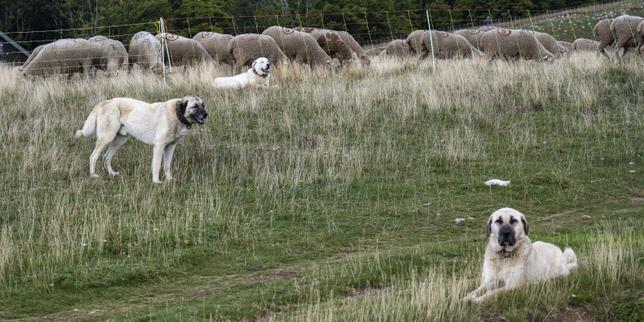 In southeast France, the deaths of 64 sheep blamed on wolves raise questions