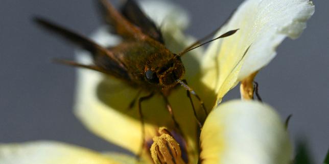« Dans la tête d’un papillon », vous saurez tout sur le cerveau des lépidoptères