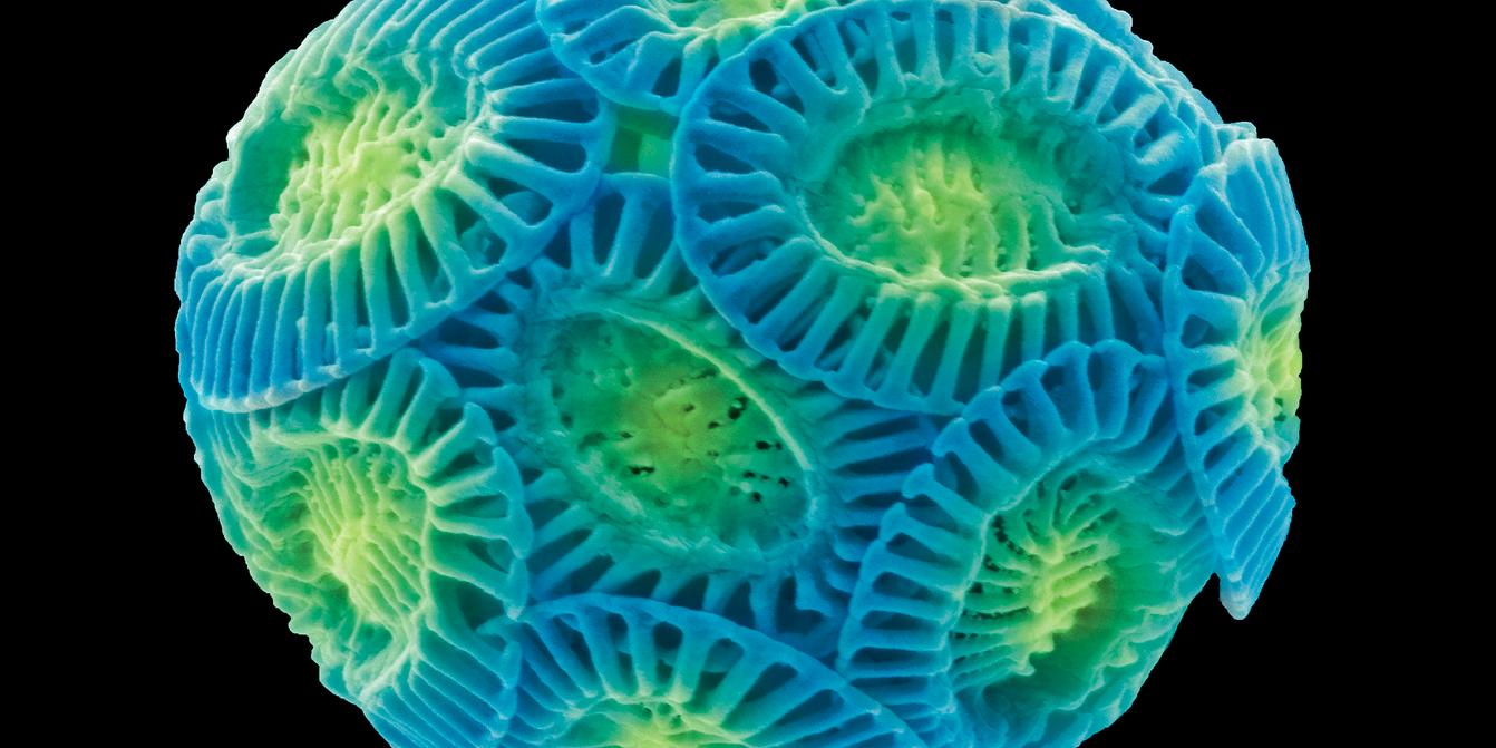Les eucaryotes unicellulaires, matière noire d’une biodiversité encore méconnue