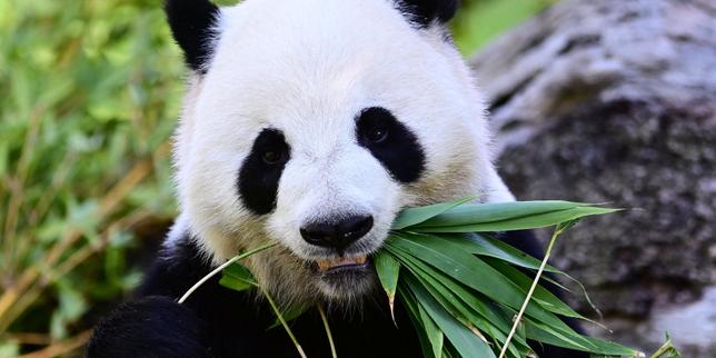 Les deux derniers pandas du ZooParc de Beauval partiront en Chine le 17 décembre