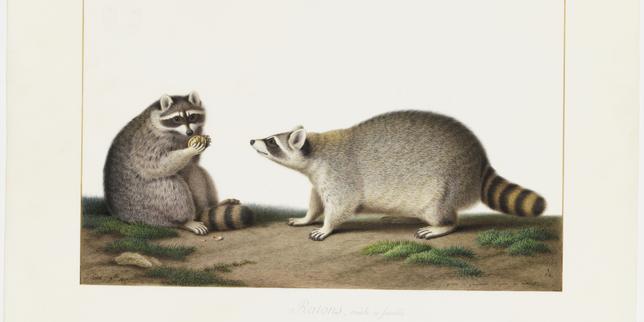 Quand les artistes dialoguent avec la science, au Muséum national d’histoire naturelle