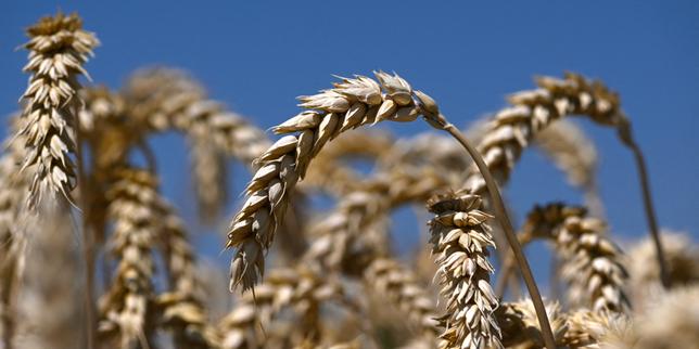 Comment les céréales sont devenues des piliers de l'alimentation humaine