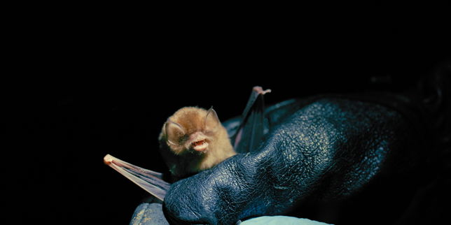 En images : les chauves-souris, sujets de recherche pour comprendre les grandes règles de l’évolution